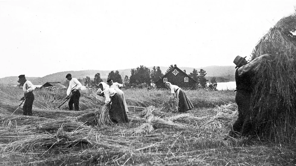 Skördetid i Helgebo i Blåvik i början av 1900-talet. Foto ur Gustav Hörlings samlingar.