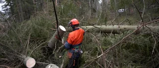 Skogen behöver mer än ord