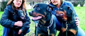 Tid och tålamod krävs  
för en omplaceringshund