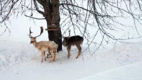 Rolig och ovanlig, eller bara onormal? Åsikterna går isär om vita hjortar. Bilden är tagen i Helgerum för någon månad sedan.Foto: Eva Johansson