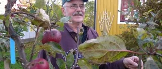 Gösta - äppelkungen i Västralund