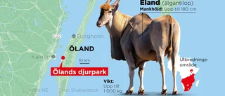 Djurpark klar med utredning om dödsolyckan