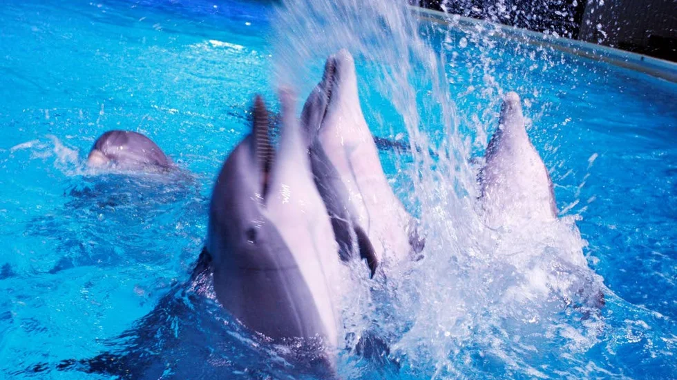 Mera- Delfinshow, "Life", Kolmårdens djurpark, Delfin