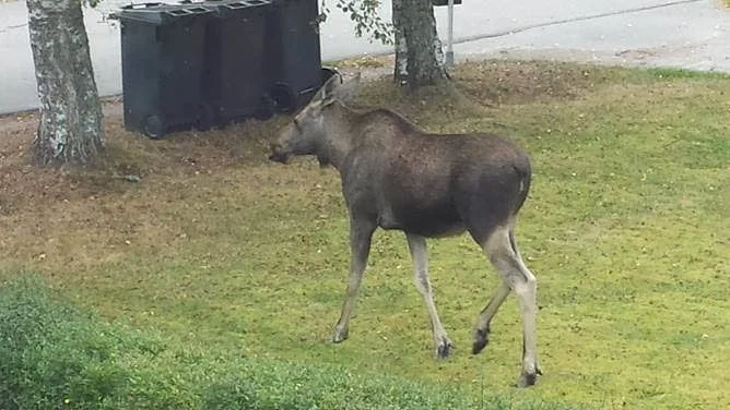 Skjuten. Älgen som oroat Överumsborna under flera veckor är nu död.
