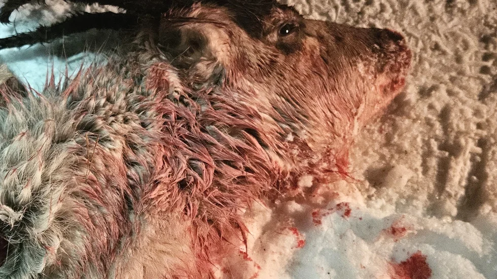 Kroppen efter renvajan är för närvarande hos veterinären för att utröna om djuret plågandes vid skjutningen.