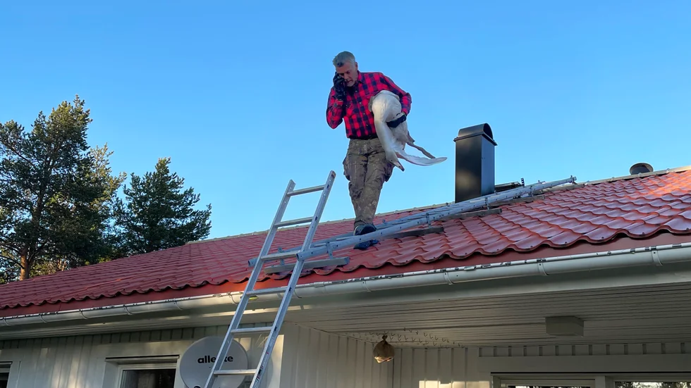 Lars Björk på väg ner med den ena svanen. Den dog i hans famn.