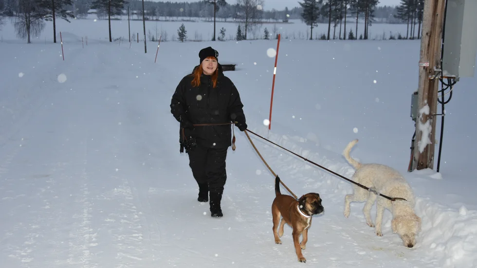 Mina Kåreborn som driver pensionat Västgården i Siknäs ute på promenad med hundarna Vera och Lichie.