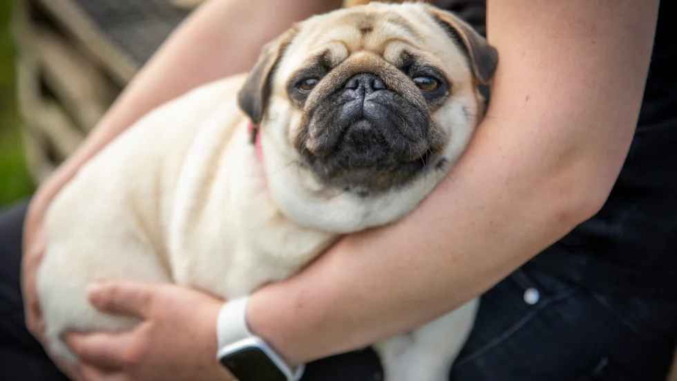 Vilka är de vanligaste hundnamnen i Västervik?