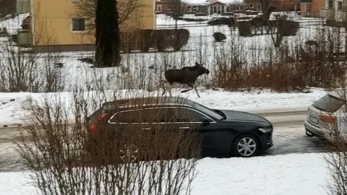 Älgen verkade röra sig i Holmsområdet under lördagen.
