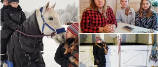 Nyårsafton en mardröm för hästägaren Åsa
