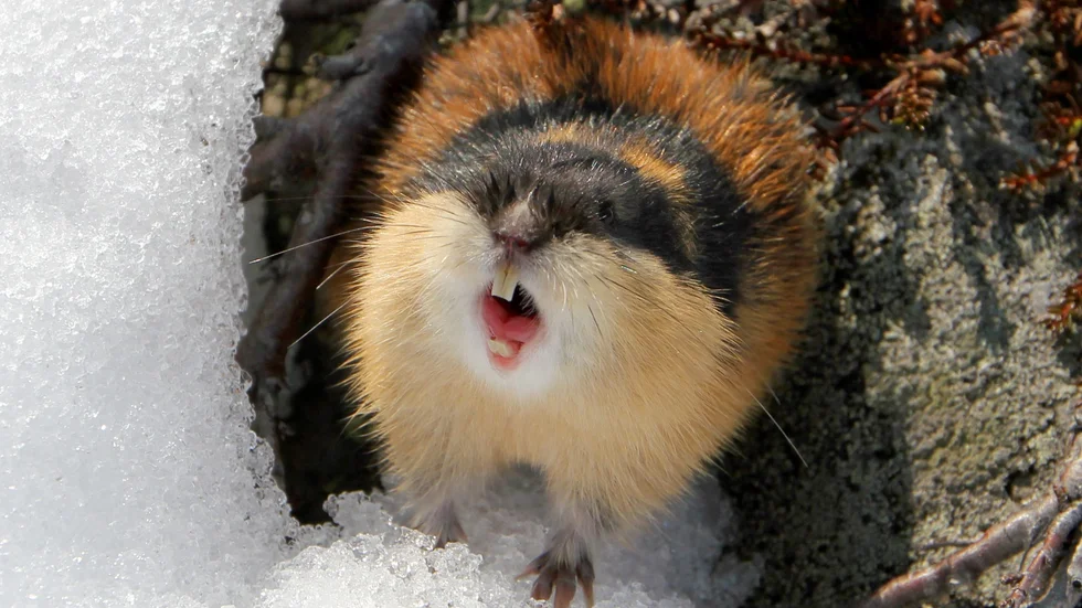 En ilsken fjällämmel kikar fram, störst chans att se smågnagaren är i Norrbottens fjällvärld. (Arkivbild)