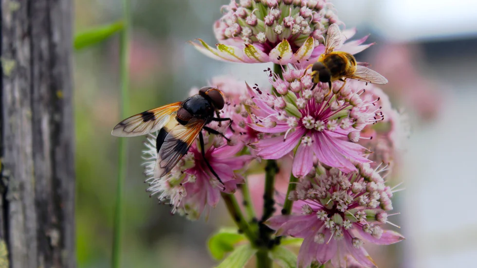 Närstudier av insekter. Läsarbilden av Anki Flygare-Nilsson, Boden, skriver att det är rogivande att se hur insekterna samsas i trafiken.

