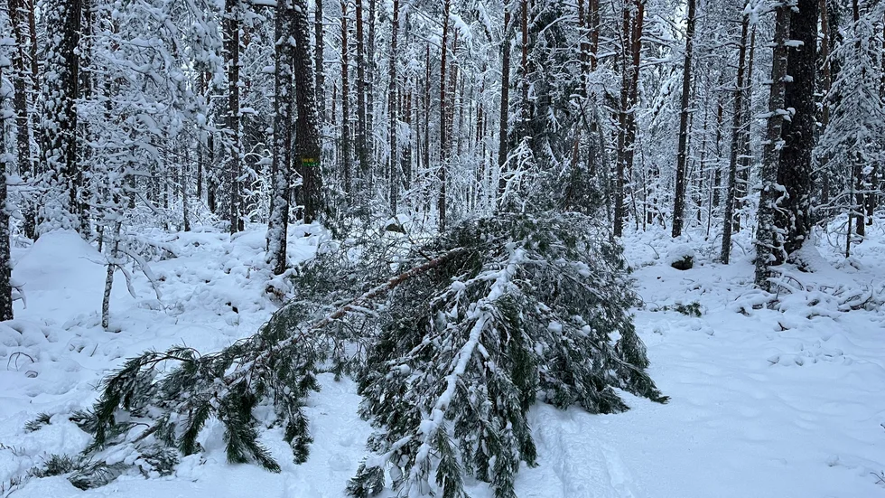 I Vrinneviskogen i Norrköping ställde vinden och snöfallet till det. Så här såg det ut längs ett av motionsspåren på juldagen. På flera ställen hade träd fallit ner över spåret.
