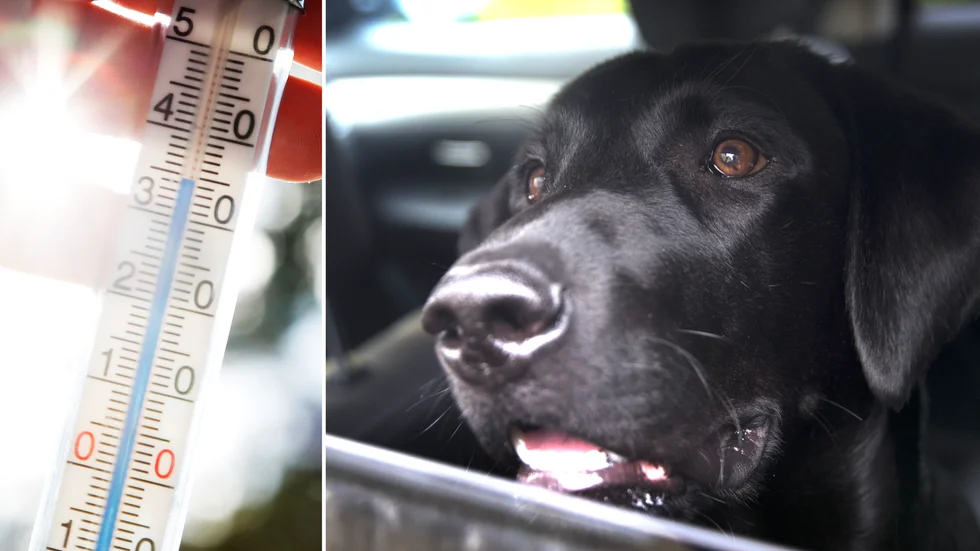 Enligt polisen var det riktigt varmt ute, runt 27 grader. Hunden på bilden har ingenting med texten att göra.