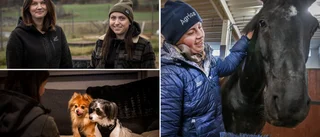 De vågar satsa igen – efter konkursen