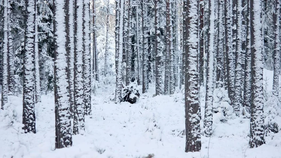 Skogen ger bra utdelning och virke säljs till rekordpriser enligt Skogssällskapet.