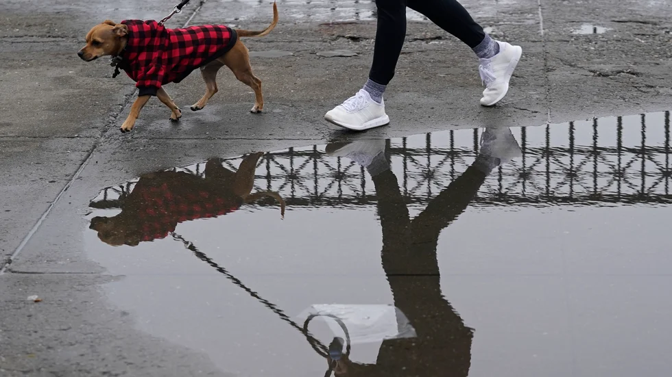 Enligt en av de inblandade flög hans svärmors hund en till två meter när den träffades av bilens bakdäck. Sedan blev det bråk.