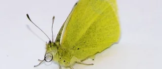 Vårtecken: Citronfjäril i Södra Sunderbyn