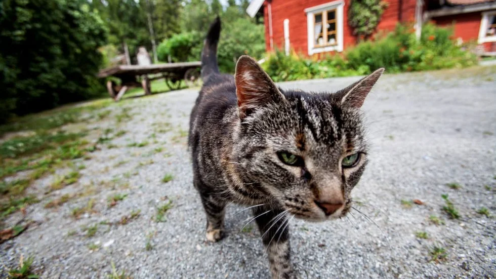 Arkivbild. Tamkatter smittas av salmonella som kan överföras till människor.