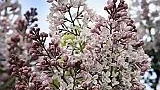 Syrenhäckarna blommar för fullt i Uppland.