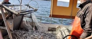 Kustfisket håller på att dö ut