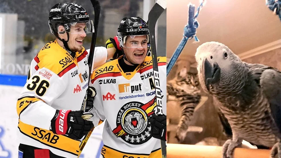 Papegojan Harry är ett äkta Luleå hockey fan.