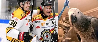 Papegojan Harry är ett äkta Luleå fan