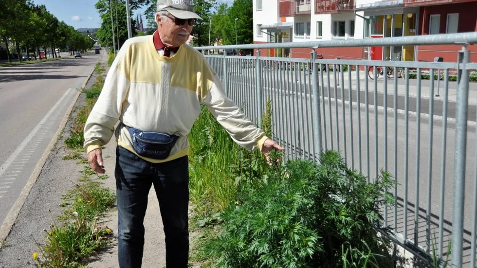 Krister Åkervall visar hur högt ogräset vuxit på den eftersatta trottoaren längs
 Vaksalagatan.