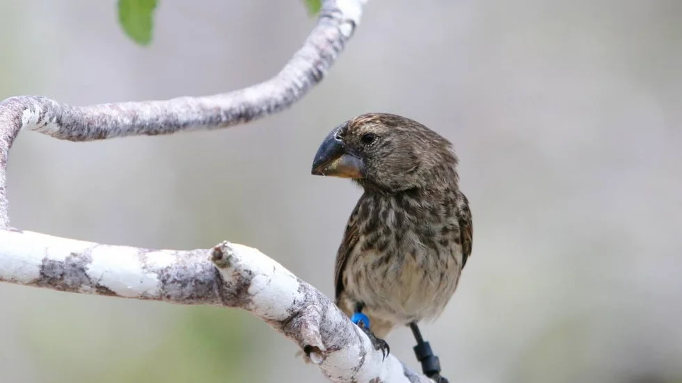 Under två miljoner år har de olika arterna Darwinfinkar utvecklats och anpassats till olika miljöer på Galapagosöarna. Det här är en Geospiza magnirostitis. Fåglarna lär oss om behovet av stora populationer som ger stor genetisk variation.