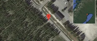 Djur på vägen på väg 505