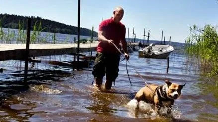 Hunden Loke tar ett dopp med husse Gustav Sandler.