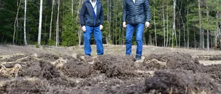 Vildsvin har förstört planen på Lännaborg