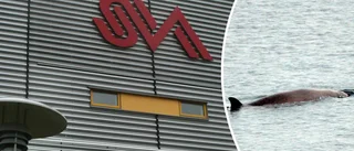 Döda näbbvalar undersöks i Uppsala