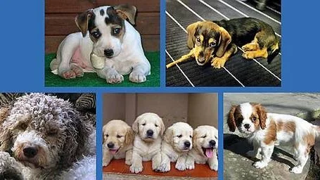 Uppifrån från vänster: Dansk-svensk gårdshund, tax, Lagotto romagnolo, Golden retriever och Cavalier king Charles spaniel.