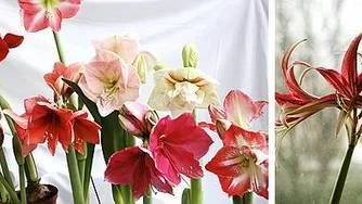 Amaryllis är en tacksam blomma som blommar länge. De är dessutom lätta att kombinera med varandra och med andra växter, gärna gröna som ormbunkar eller murgröna. Till höger en udda amaryllis, en så kallad spindelamaryllis.