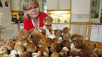 Pia Almgren är nöjd och förvånad. Det tog henne bara fyra timmar i skogen för att få ihop den här stora högen med karljohanssvamp.