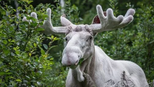 Vit päls men mörka ögon - ett exempel på leucism.