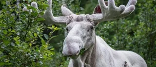 Uppsalaforskare ska lösa sagoälgens gåta