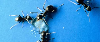Myrinvasionen är på väg
