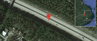 Vildsvin på vägen på E18