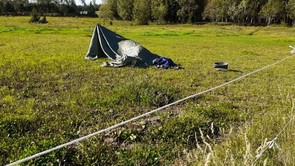 Ett av de kadaver som legat i hagen i flera dagar. En boende i Heby som UNT pratat med berättar att det luktar väldigt illa på plats.
