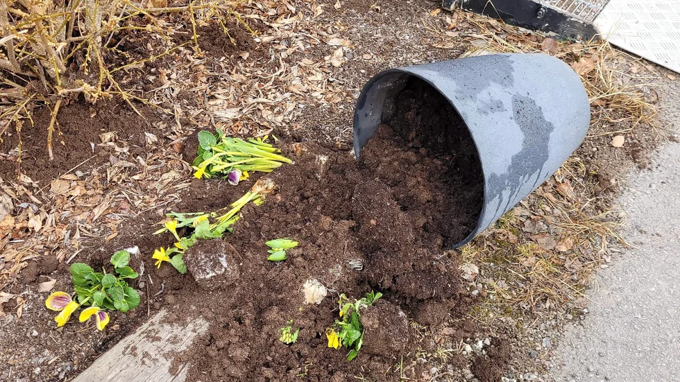 Duntebergets motorstadion har återigen fått besök av vandaler. Här en omkullvält blomkruka vid entrén till kanslilokalen.