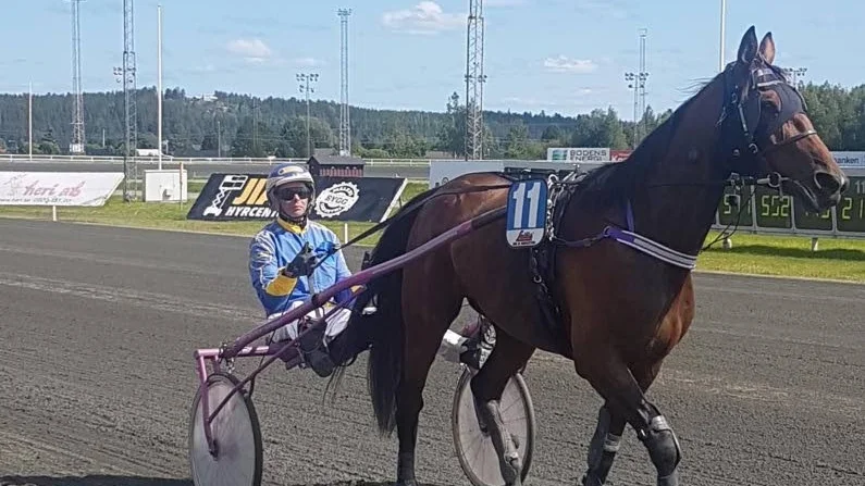 4-åriga Gasolina skrällvann V4-2 på Bodentravet i händerna på Krister Söderholm. Kusken vann tre av de nio loppen på Bodentravet.