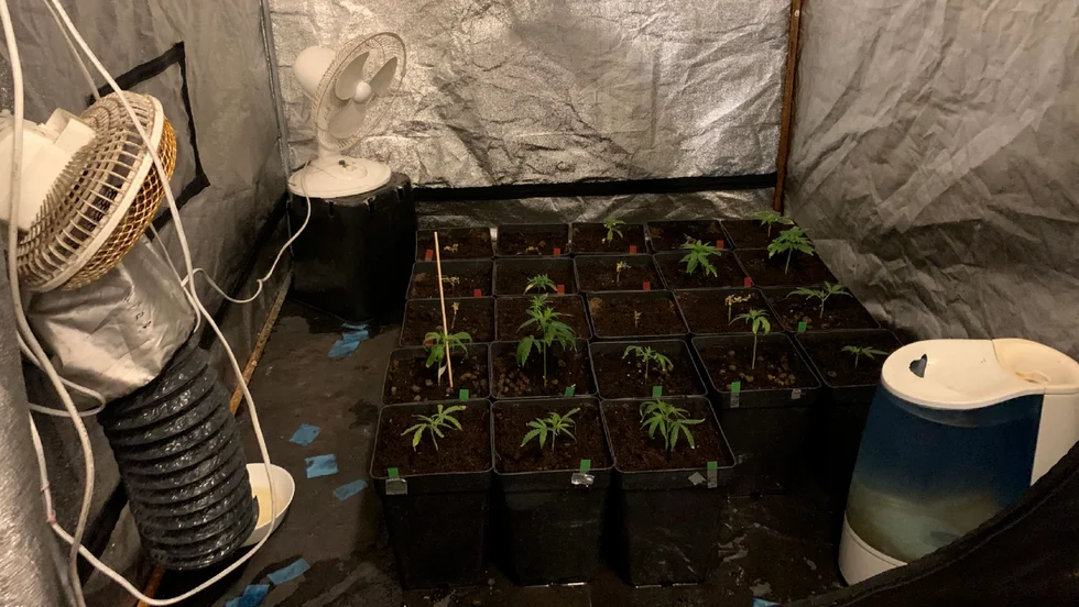 En man och en kvinna döms för narkotikabrott efter att en cannabisodling upptäckts i mannens bostad i Piteå.
