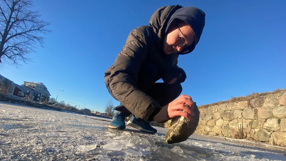 Alex Wälimaa testade isen i ena hörnet på svandammen genom att slå en sten igenom den. Det visade sig vara ungefär fyra centimeter tjock is under torsdagen.