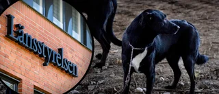 Lämnade hundarna hos en vän i flera veckor – som inte kunde ta hand om dem • Nu omhändertas djuren