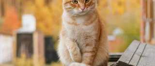 Lista: Hetaste kattnamnen