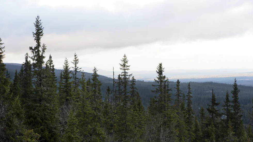 Nu ska skog längs fjällkedjan skyddas. Här skog invid Sälen i Dalarna. Arkivbild.