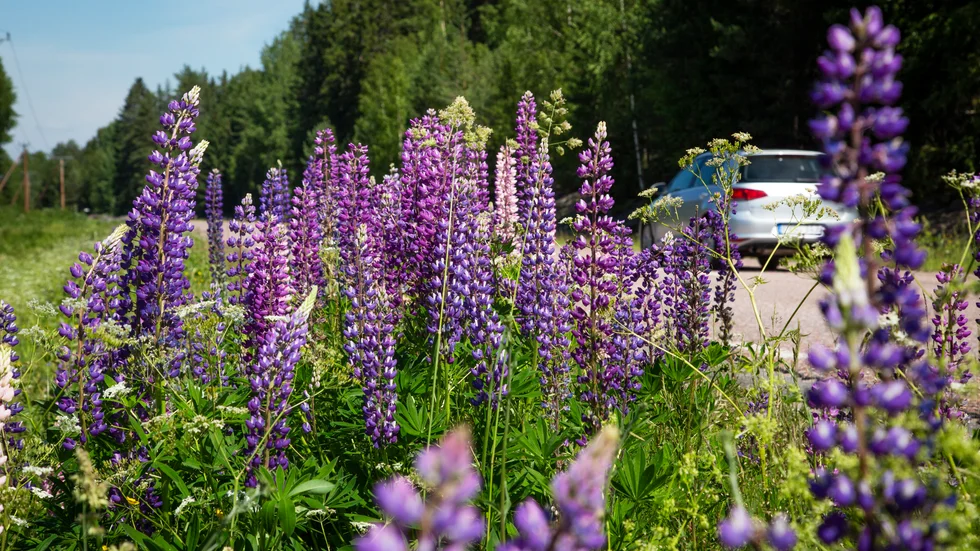 Problemet med den invasiva blomsterlupinen är att den är vacker. "Den väcker känslor, och det är begripligt. Men på sikt är den ett allvarligt hot mot den biologiska mångfalden", säger Helén Wåhlstrand Persson på länsstyrelsen i Kalmar län.