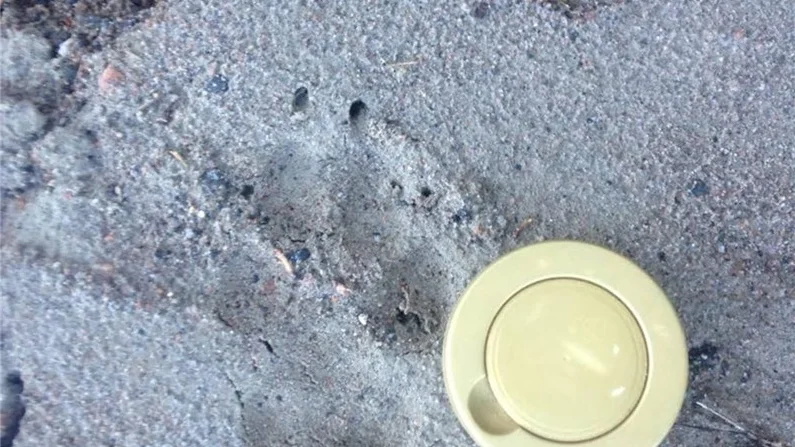 Jägaren fotograferad spåret. "Det kan mycket väl vara en varg", säger naturbevakaren Lars Olsson, vid länsstyrelsen.